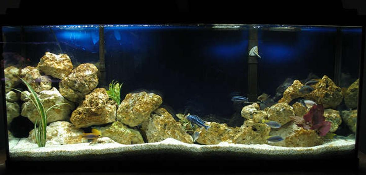 55 gallons freshwater fish tank (mostly fish and non-living decorations) - Malawi Mbuna and a couple of Tangs.