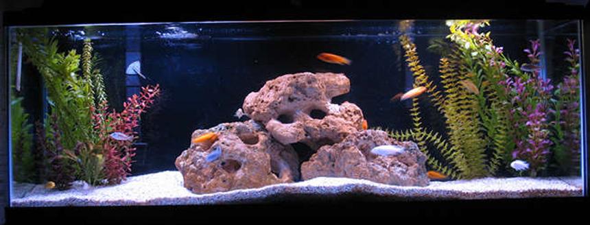 Rated #91: 55 Gallons Freshwater Fish Tank - Zebras, Exasperatus, and Tropheops.
