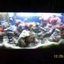 75 gallons reef tank (mostly live coral and fish) - Full tank view