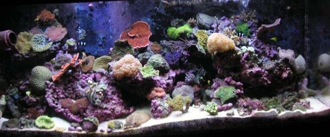 125 gallons reef tank (mostly live coral and fish) - Better Pic of my 125