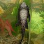 freshwater fish - glyptoperichthys gibbiceps - sailfin pleco (l-83) stocking in 55 gallons tank - This is our Pacostamus, he was bought about the same time as Panfry, hes the only fish Panfry didn't eat.He was less then an inch long when he was brought home and now he is about 5 to 6 inches in lenght.