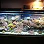 112 gallons reef tank (mostly live coral and fish) - 100 gal reef