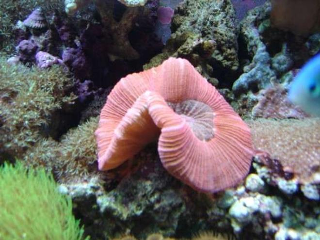 corals inverts - trachyphyllia geoffroyi - brain coral, trachyphyllia stocking in 112 gallons tank - red open brain