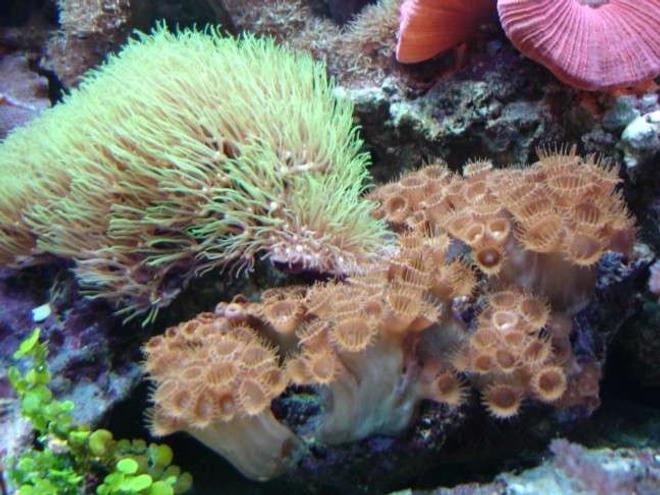 corals inverts - briareum sp. - starburst polyp stocking in 112 gallons tank - green stars /carribean zoos