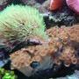 corals inverts - briareum sp. - starburst polyp stocking in 112 gallons tank - green stars /carribean zoos