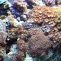corals inverts - zoanthus sp. - colony polyp stocking in 112 gallons tank - assorted poylps