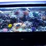 75 gallons reef tank (mostly live coral and fish) - predatory reef