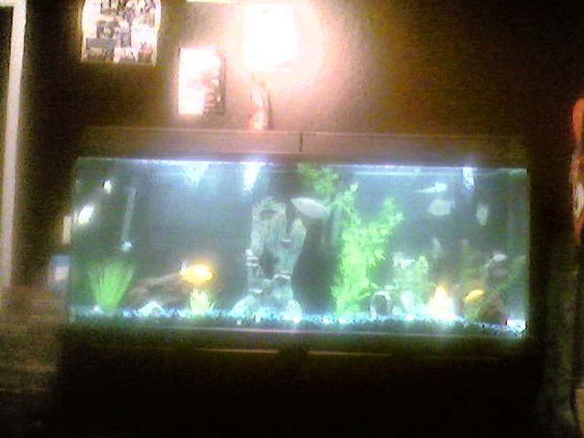 85 gallons freshwater fish tank (mostly fish and non-living decorations) - 85 gallon eclispe