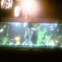 85 gallons freshwater fish tank (mostly fish and non-living decorations) - 85 gallon eclispe