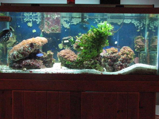75 gallons saltwater fish tank (mostly fish, little/no live coral) - my tank
