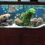 75 gallons saltwater fish tank (mostly fish, little/no live coral) - my tank