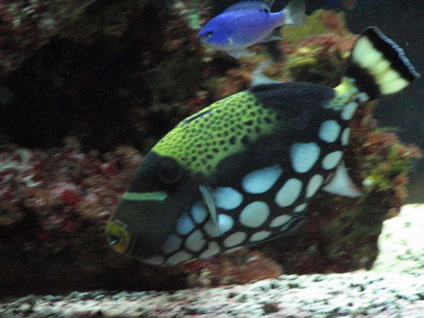 Rated #77: Saltwater Fish - Balistoides Conspicillum - Clown Triggerfish Stocking In 75 Gallons Tank - 2 and a half year old clown triggerfish
          balistiodes conspicillum