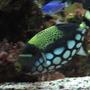 saltwater fish - balistoides conspicillum - clown triggerfish stocking in 75 gallons tank - 2 and a half year old clown triggerfish balistiodes conspicillum