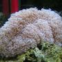corals inverts - euphyllia paradivisa - frogspawn coral stocking in 25 gallons tank - Divisia