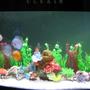 121 gallons freshwater fish tank (mostly fish and non-living decorations) - A 500 liter tank with Discus in it !! What do u guys think ??