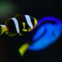 saltwater fish - paracanthurus hepatus - blue tang stocking in 14 gallons tank - Clownfish and Blue Hippo Tang