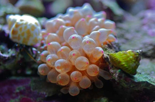 corals inverts - entacmaea quadricolor - rose bulb anemone stocking in 14 gallons tank - Rose BTA