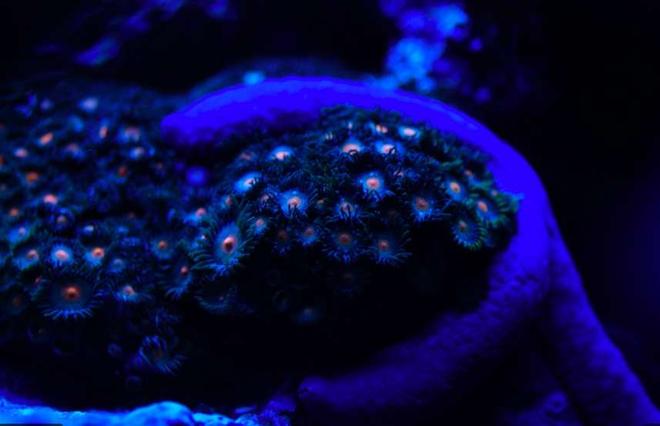 corals inverts - linckia laevigata - blue linckia sea star stocking in 160 gallons tank - Blue Linkia and Polyps at Night