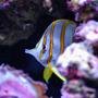 saltwater fish - chelmon rostratus - copperband butterflyfish stocking in 160 gallons tank - Copperbanded name Freddy