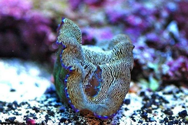 corals inverts - tridacna derasa - derasa clam stocking in 160 gallons tank - Golden Dursa Clam