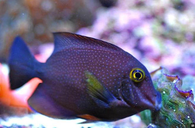 saltwater fish - ctenochaetus strigosus - kole yellow eye tang stocking in 160 gallons tank - Cole Tang sucking face with Dursa Clam