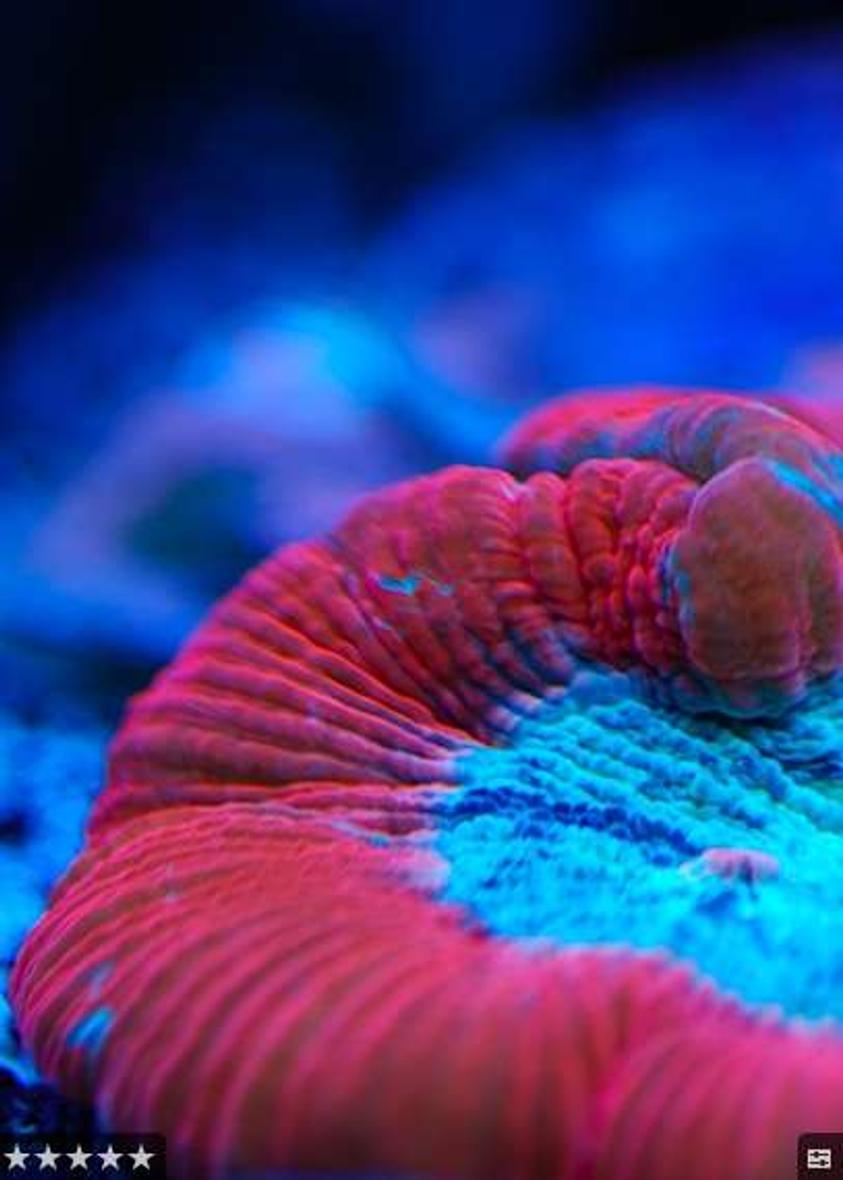 Rated #5: Corals Inverts - Trachyphyllia Geoffroyi - Brain Coral, Trachyphyllia Stocking In 160 Gallons Tank - Open brain at night