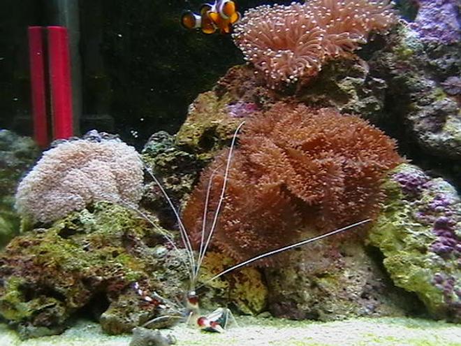 corals inverts - euphyllia paradivisa - frogspawn coral stocking in 25 gallons tank - My Tank