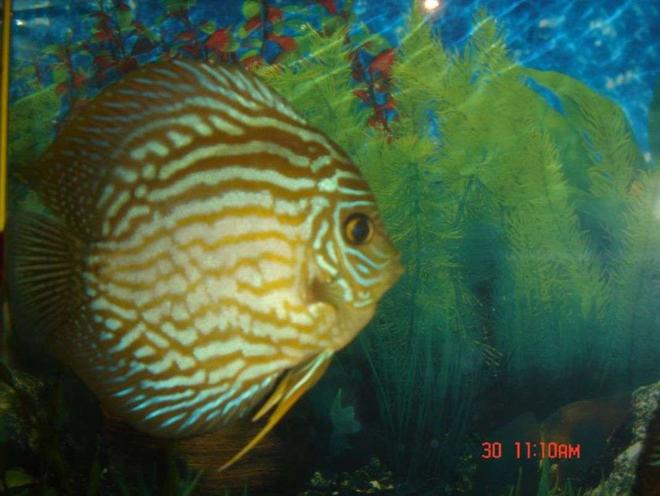 freshwater fish - symphysodon spp. - pigeon blood discus stocking in 50 gallons tank - my 14 month old male discus.he is very agressive against others who enter his female territory.