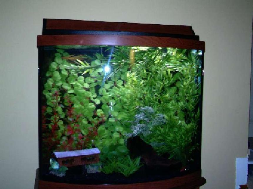 Rated #441: 26 Gallons Freshwater Fish Tank - 26 gallon bowfront, black background, black gravel, driftwood.  Dwarf Gourami, white clouds, rasboras, cory cats.   The blue shiny thing in the lower left corner is the dwarf gourami, who swims back and forth all day long.  We think he has OCD.