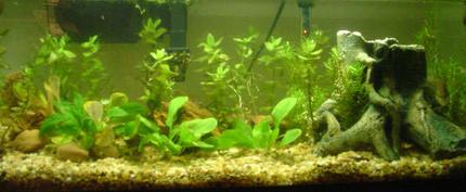 20 gallons planted tank (mostly live plants and fish) - 20 Gallon Long