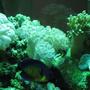 corals inverts - plerogyra sinuosa - bubble coral, white stocking in 29 gallons tank - corals