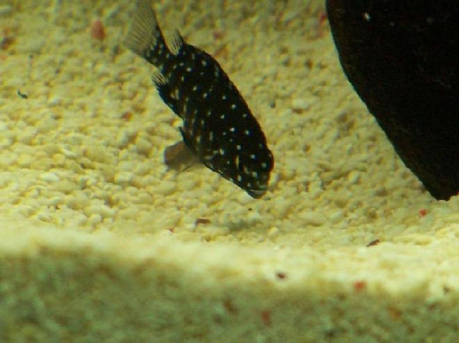 freshwater fish - tropheus duboisii - duboisi cichlid stocking in 55 gallons tank - very young tropheus-duboisi african cichlid