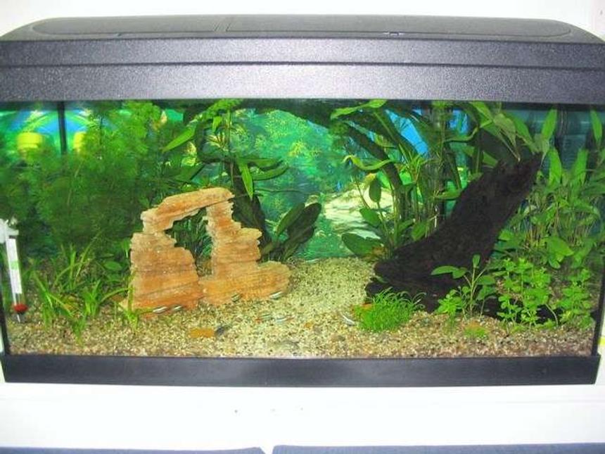 Rated #190: 15 Gallons Planted Tank - My very first tank. It is 15g (55L) tank with the typical beginner fish (Oto, cory and neon tetras).