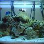 46 gallons reef tank (mostly live coral and fish) - 46 gal bow front reef