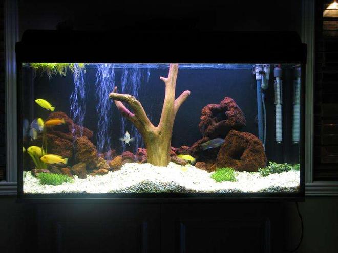 50 gallons freshwater fish tank (mostly fish and non-living decorations) - 50g with wood and fake plant