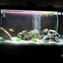 50 gallons freshwater fish tank (mostly fish and non-living decorations) - 77g with fake plastic plant
