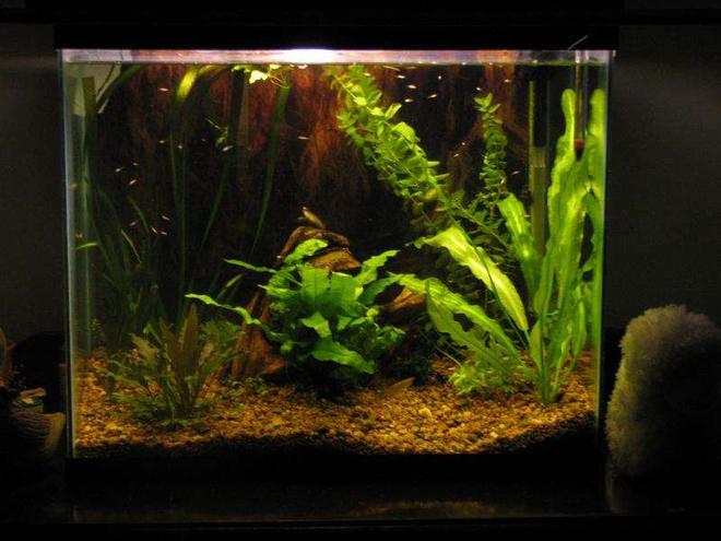 50 gallons planted tank (mostly live plants and fish) - 15g