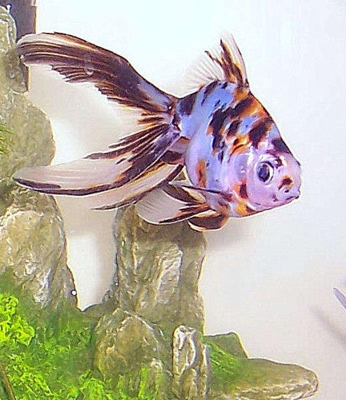 freshwater fish - carassius auratus - fantail goldfish, calico stocking in 20 gallons tank - My Calico Fantail, Flipper