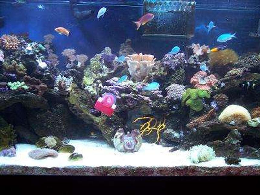 Rated #94: 55 Gallons Reef Tank - This is our 120 gallon reef tank.