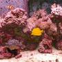 75 gallons reef tank (mostly live coral and fish) - my tank