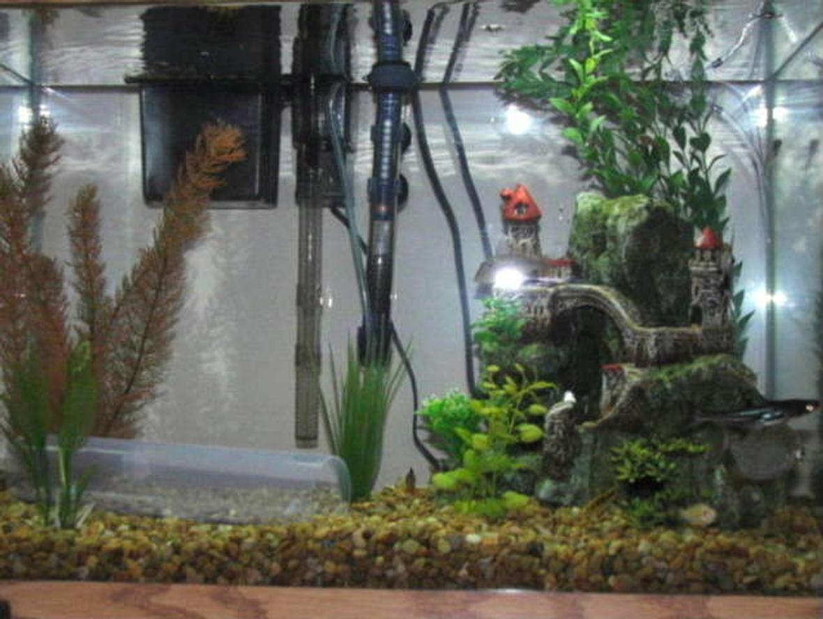 20 gallons freshwater fish tank (mostly fish and non-living decorations) - 20 gallon rectangle shape tank.