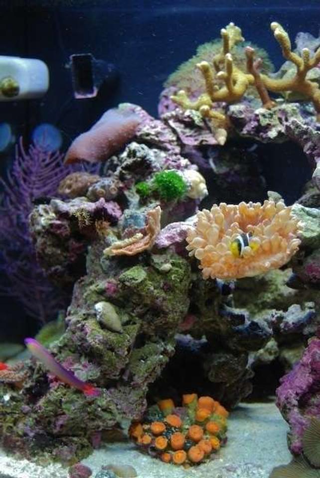14 gallons reef tank (mostly live coral and fish) - Half tank shot