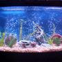 46 gallons freshwater fish tank (mostly fish and non-living decorations) - 46 Bow Front. The 2 inch Flowerhorn home.