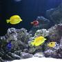 190 gallons saltwater fish tank (mostly fish, little/no live coral) - tank