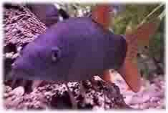 freshwater fish - botia modesta - blue botia stocking in 29 gallons tank - Blue Botia named: Dr. Suess