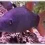 freshwater fish - botia modesta - blue botia stocking in 29 gallons tank - Blue Botia named: Dr. Suess