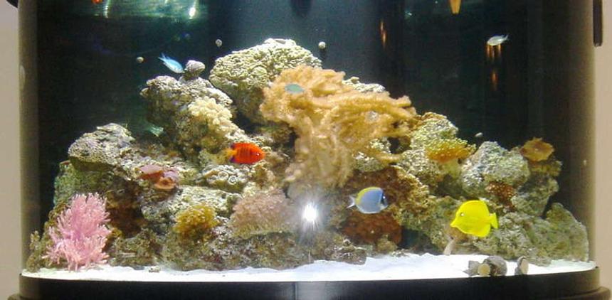 Rated #135: 76 Gallons Reef Tank