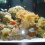 76 gallons reef tank (mostly live coral and fish)