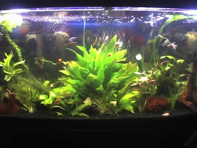 72 gallons planted tank (mostly live plants and fish) - Any suggestions?