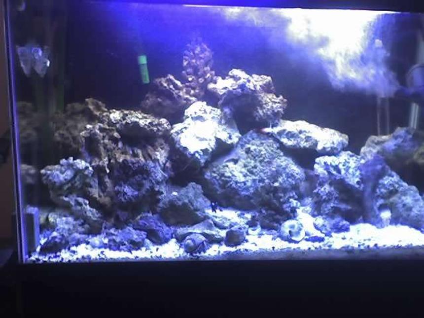 Rated #69: 72 Gallons Saltwater Fish Tank - Nite time!